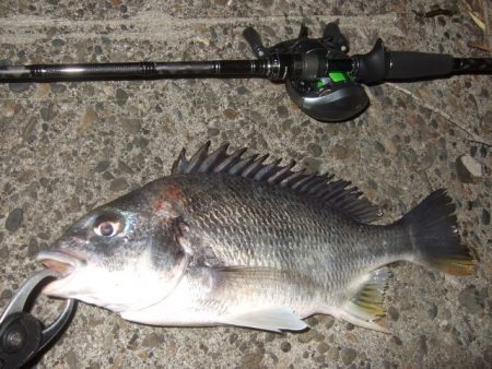 ベイトフィネスでチニング＆メバルプラッギン…