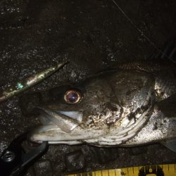 予想通りの苦戦