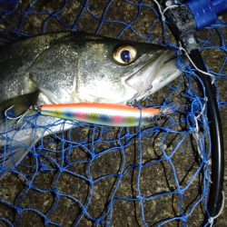 ナイトシーバス