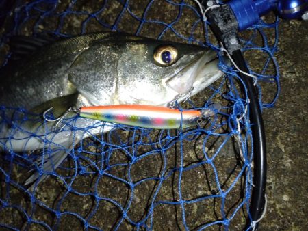 ナイトシーバス