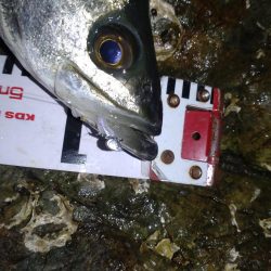 メバル調査なのに‥