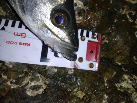 メバル調査なのに‥