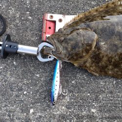 初フラットフッシュ