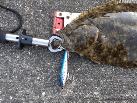 初フラットフッシュ