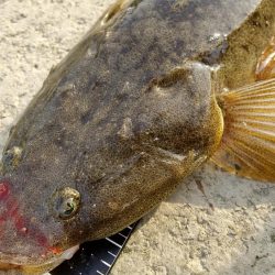 チニングしてたはずなのに……