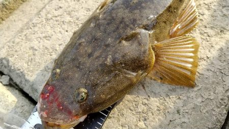 チニングしてたはずなのに……