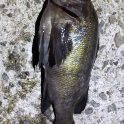 尺アジおらずも春到来