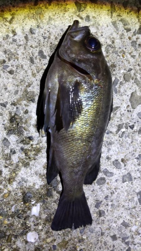 尺アジおらずも春到来