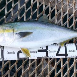 アジ沸きまくりでメジロ