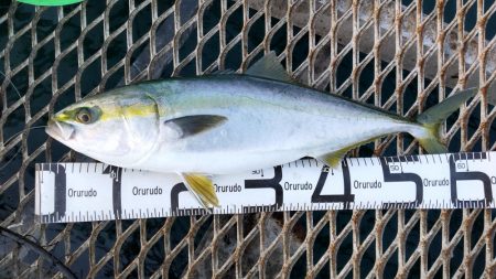 アジ沸きまくりでメジロ