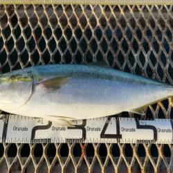 アジ沸きまくりで飲ませ瞬殺