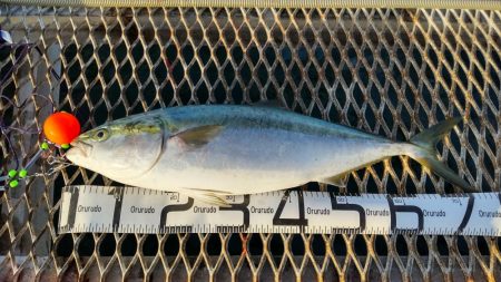 アジ沸きまくりで飲ませ瞬殺