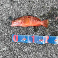 「もっとTOKYO」「しまぽ通貨」残消化三宅島釣行