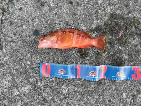 「もっとTOKYO」「しまぽ通貨」残消化三…