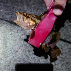 メバルプラッキング