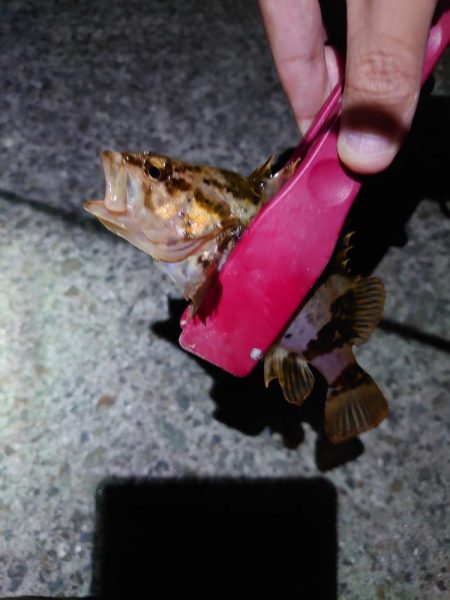 メバルプラッキング