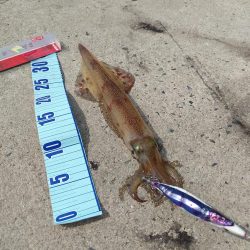 今週もヤリイカ