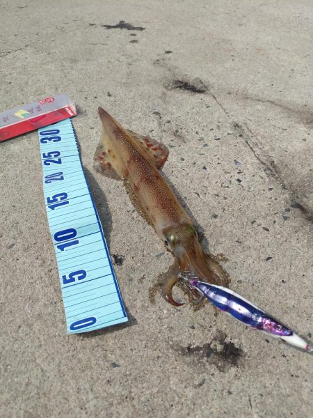 今週もヤリイカ