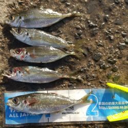 アジが釣れました。