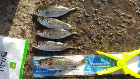 アジが釣れました。