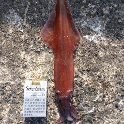 リュウグウノツカイ