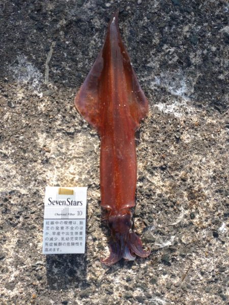 リュウグウノツカイ