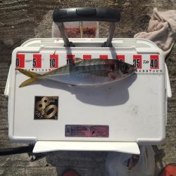 デカ鯵爆釣果！記録更新！