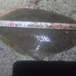 夜に釣れるとは…