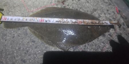 夜に釣れるとは…