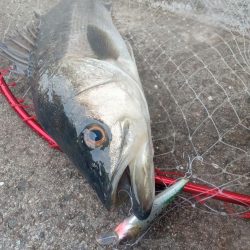 プチsalt water game