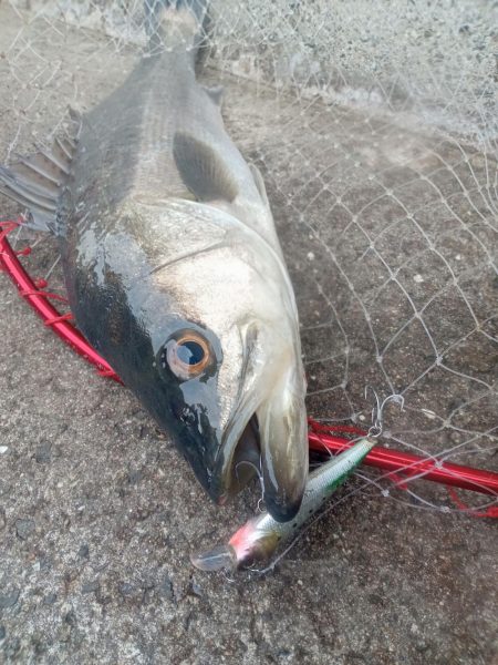 プチsalt water game