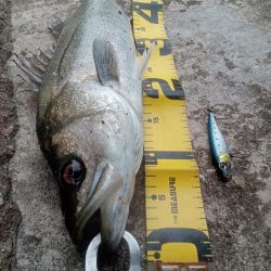 プチsalt water game