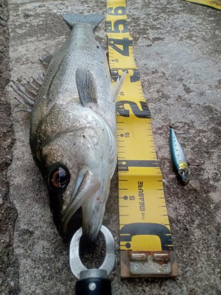 プチsalt water game