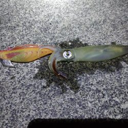 コウイカヤリイカ