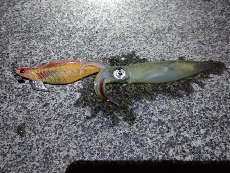 コウイカヤリイカ