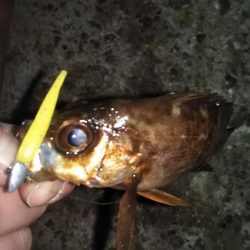 久し振りに遊んでもらいました!