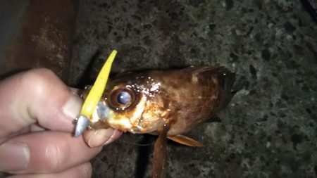 久し振りに遊んでもらいました!