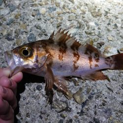 メバリング好調!