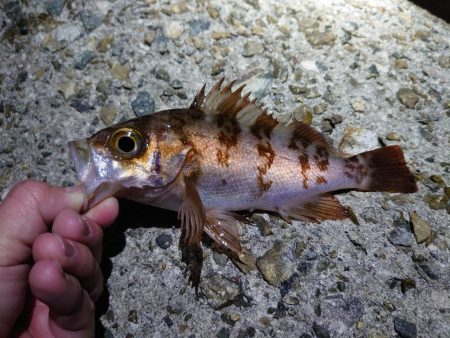 メバリング好調!