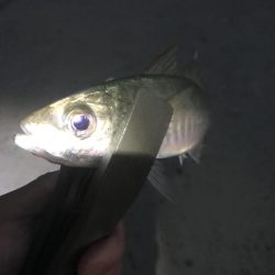 夕マズメのアジ釣り