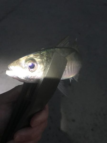 夕マズメのアジ釣り