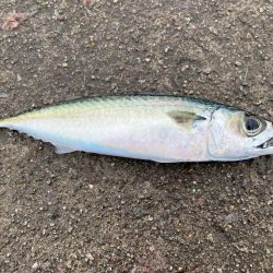 サビキ釣りで良型サイズのマイワシが大量に釣れる！！
