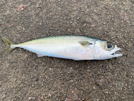 サビキ釣りで良型サイズのマイワシが大量に釣れる！！