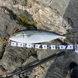 横のジャークで回収間際に寒鰤来た〜