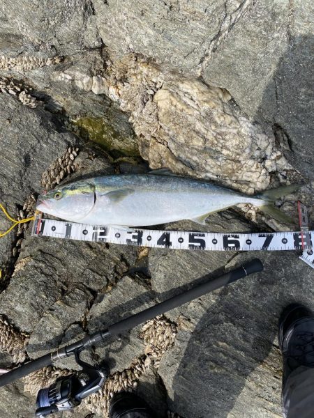 横のジャークで回収間際に寒鰤来た〜