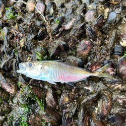 今年初フィッシュ