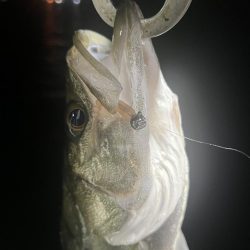 アジングでセイゴ