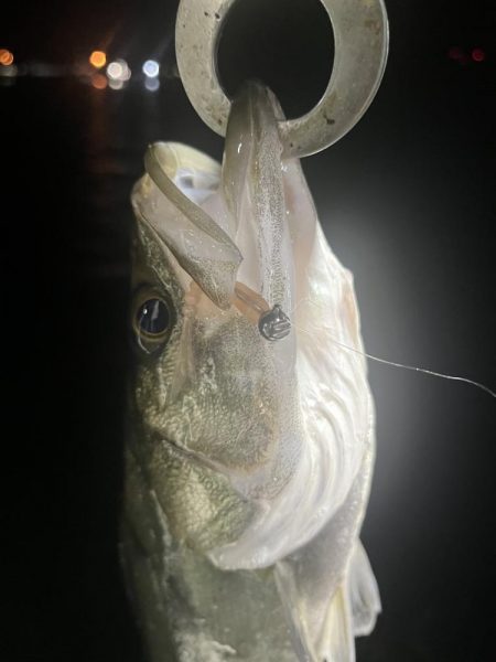 アジングでセイゴ