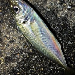 アジちゃんかわいい〜