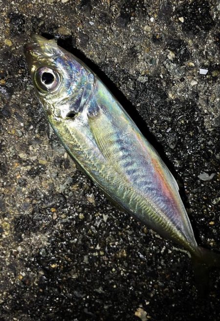 アジちゃんかわいい〜